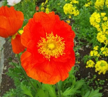 20110602_poppy.jpg