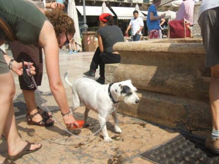 100721_white-dog.jpg